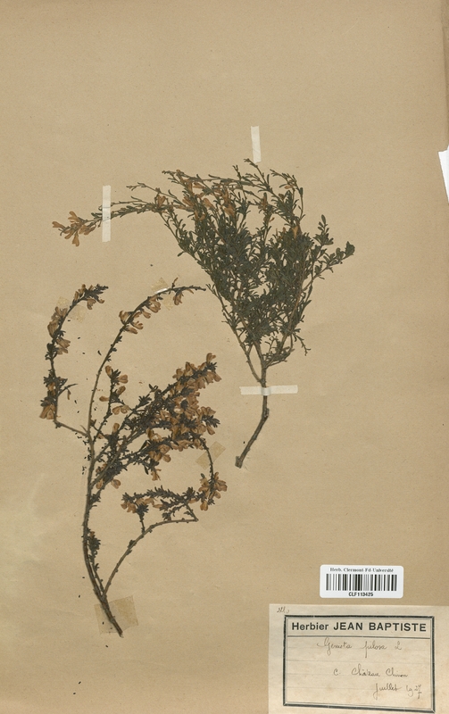 Genista pilosa (Fabaceae)