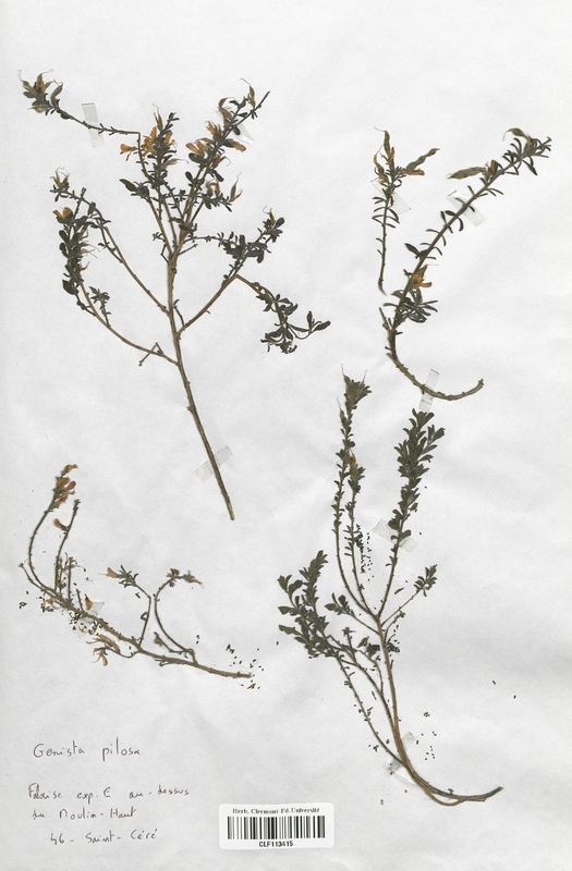 Genista pilosa (Fabaceae)