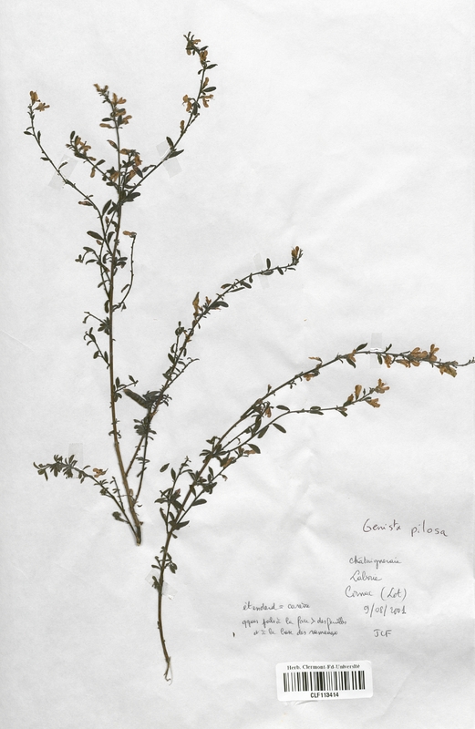 Genista pilosa (Fabaceae)