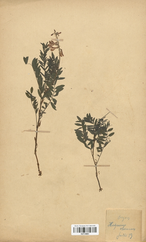 Hedysarum obscurum (Fabaceae)