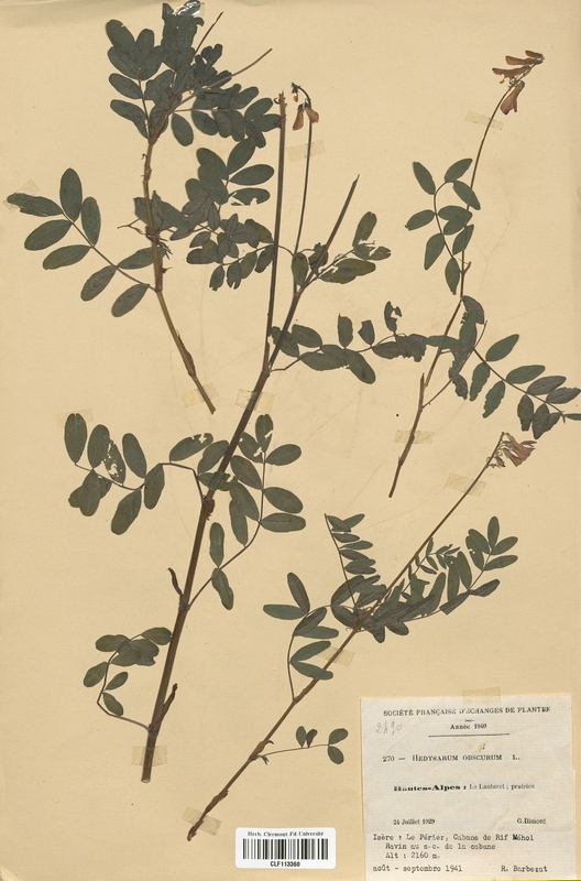 Hedysarum obscurum (Fabaceae)