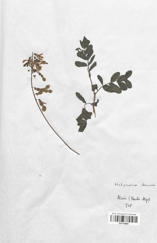 Hedysarum obscurum (Fabaceae)