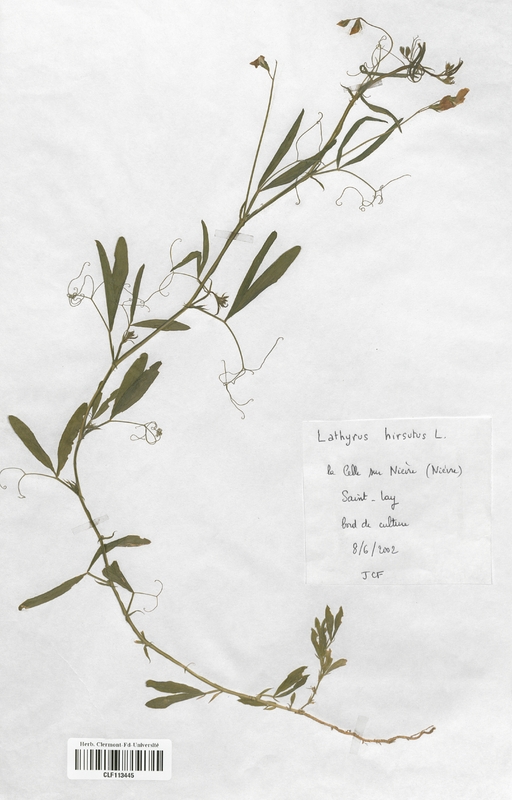 Lathyrus hirsutus (Fabaceae)