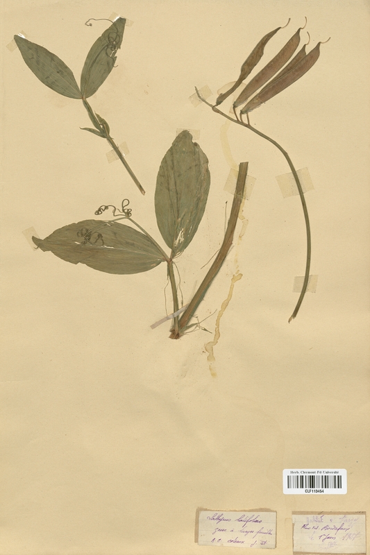 Lathyrus latifolius (Fabaceae)
