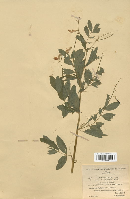 Lathyrus linnaei (Fabaceae)