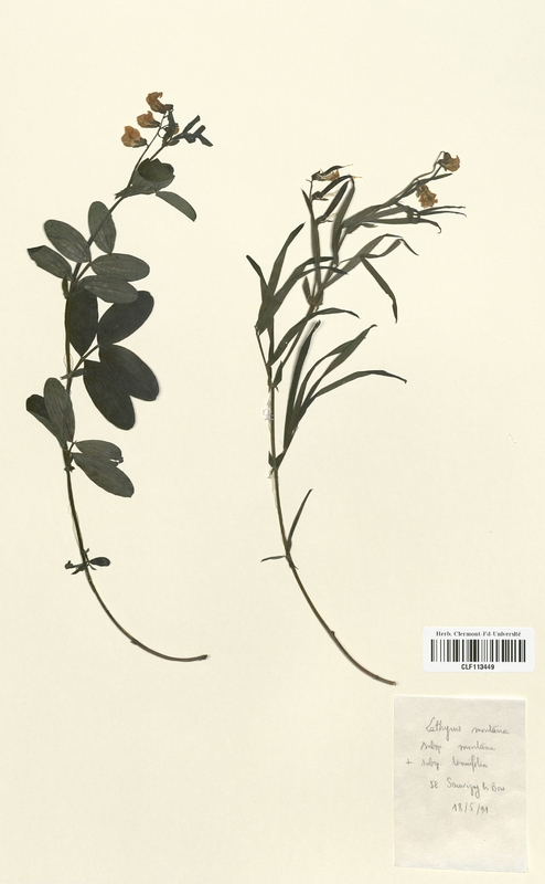 Lathyrus montana (Fabaceae)