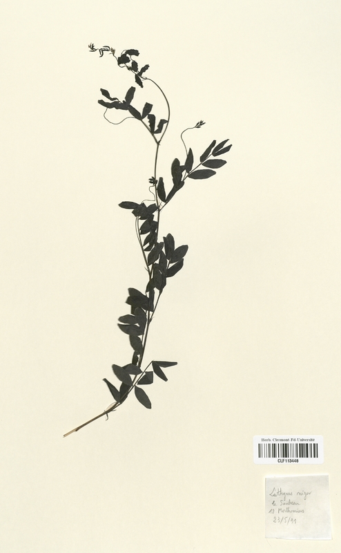 Lathyrus niger (Fabaceae)