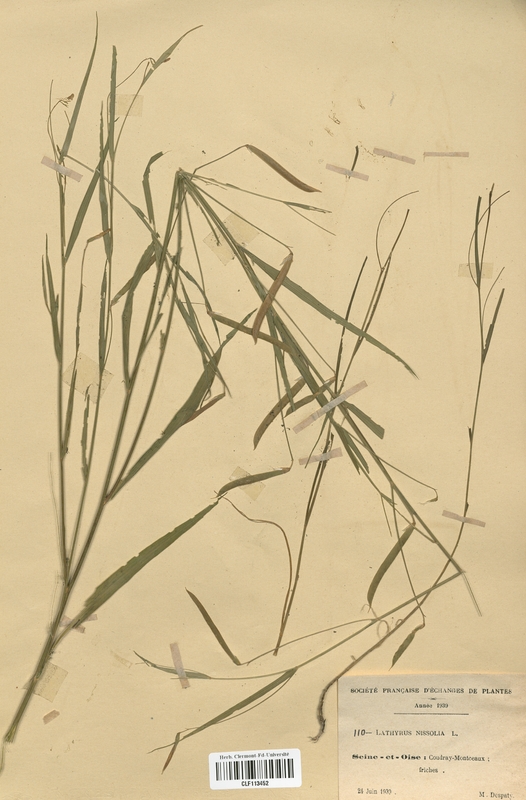 Lathyrus nissolia (Fabaceae)