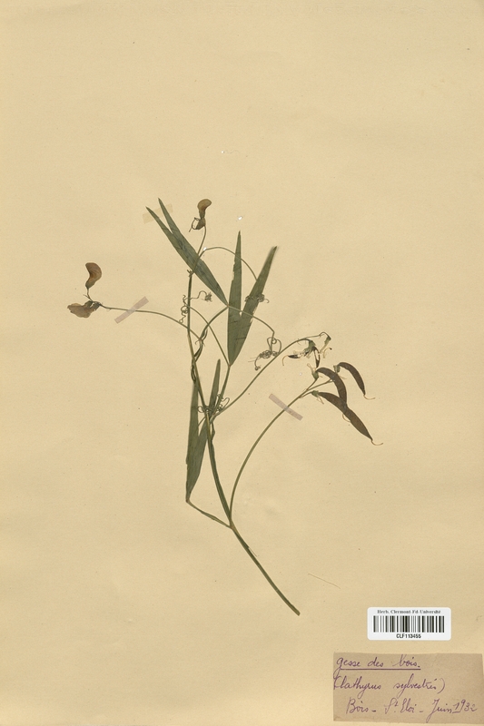 Lathyrus sylvestris (Fabaceae)