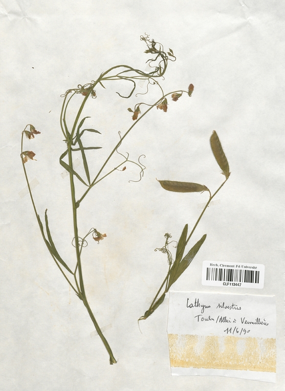 Lathyrus sylvestris (Fabaceae)