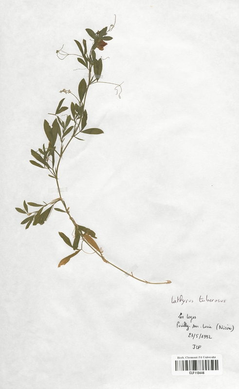 Lathyrus tuberosus (Fabaceae)