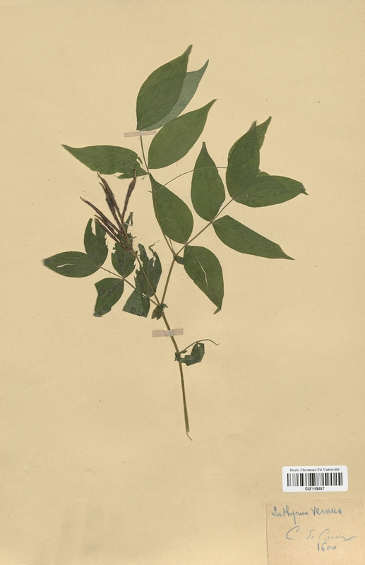 Lathyrus vernus (Fabaceae)