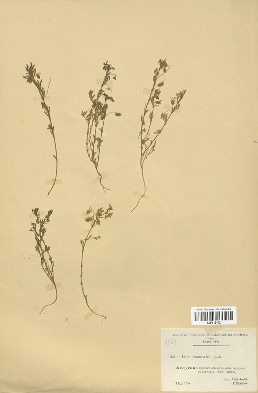 Lens nigricans (Fabaceae)