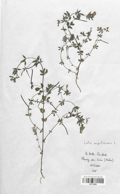 Lotus angustissimus (Fabaceae)