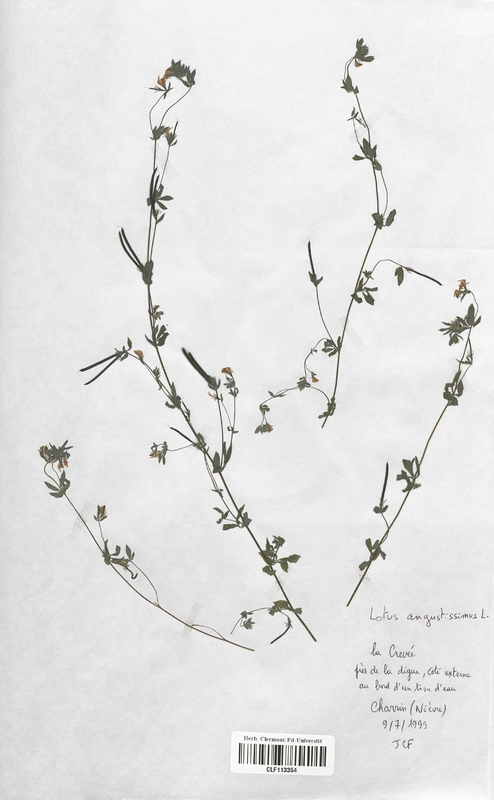 Lotus angustissimus (Fabaceae)