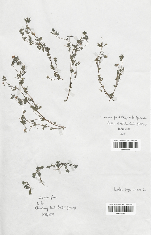 Lotus angustissimus (Fabaceae)