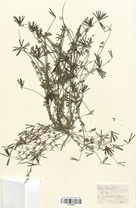Lotus tenuifolius (Fabaceae)