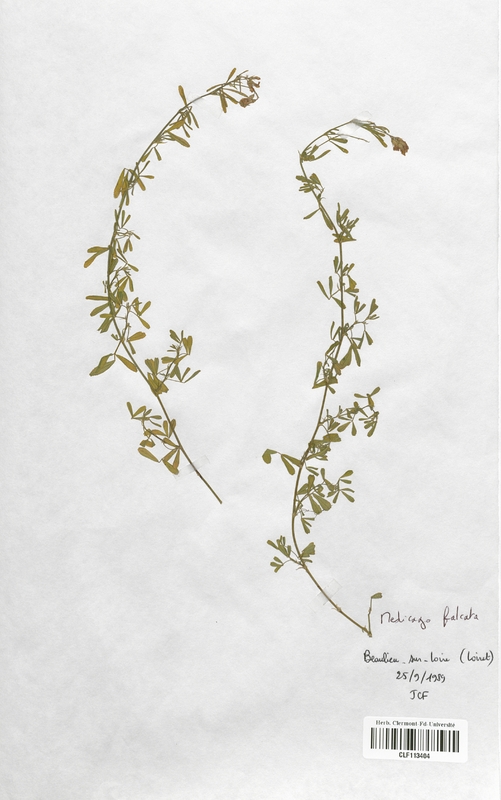 Medicago falcata (Fabaceae)