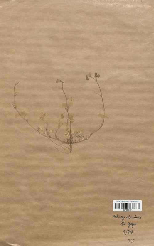 Medicago orbicularis (Fabaceae)