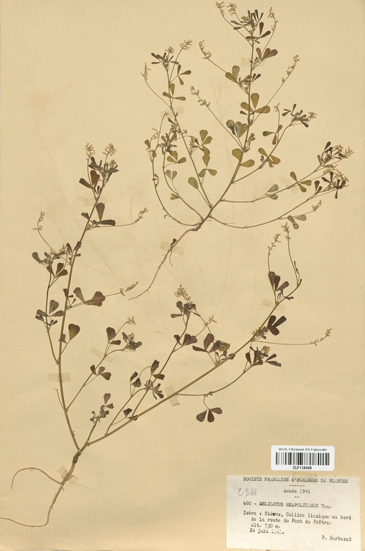 Melilotus neapolitanus (Fabaceae)