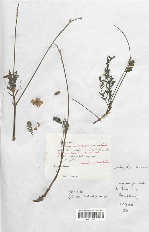 Onobrychis arenaria (Fabaceae)