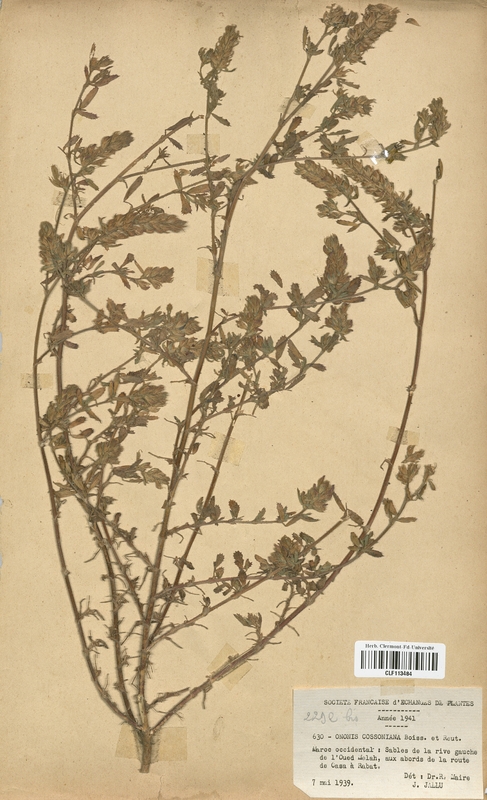 Ononis cossoniana (Fabaceae)