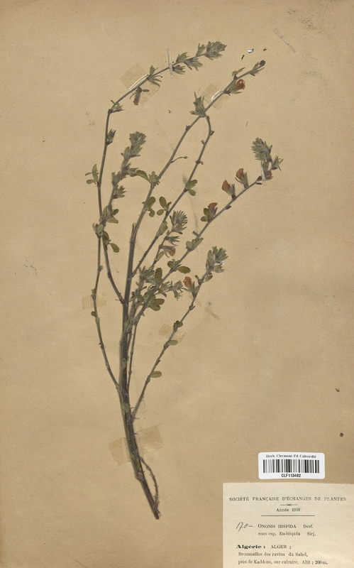 Ononis hispida (Fabaceae)