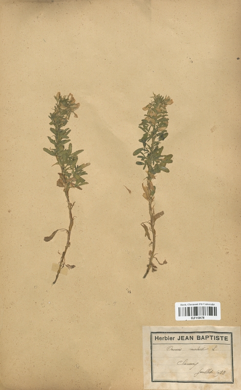 Ononis natrix (Fabaceae)