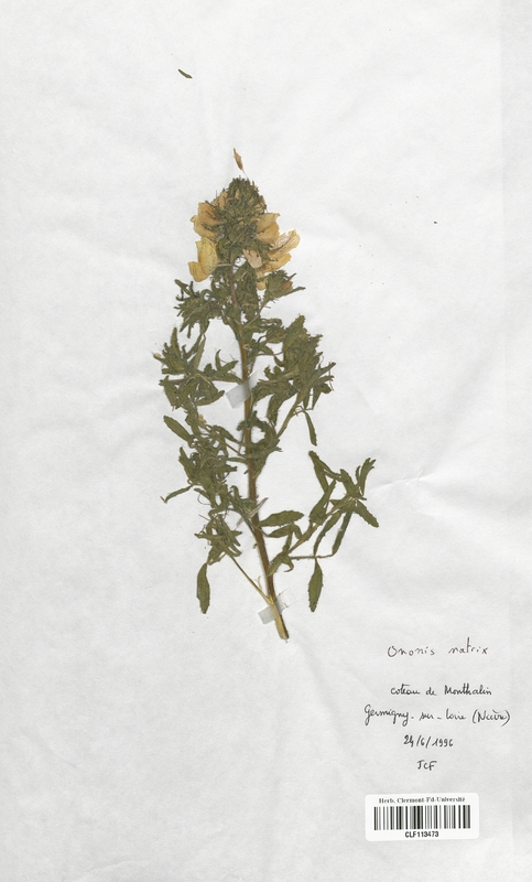 Ononis natrix (Fabaceae)