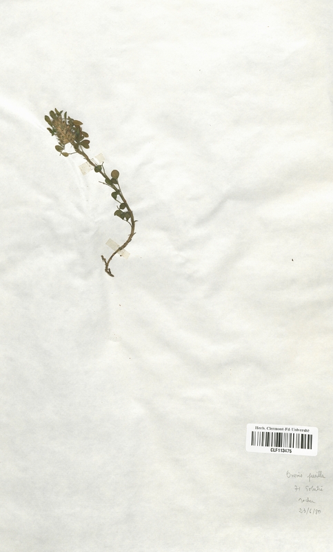 Ononis pusilla (Fabaceae)