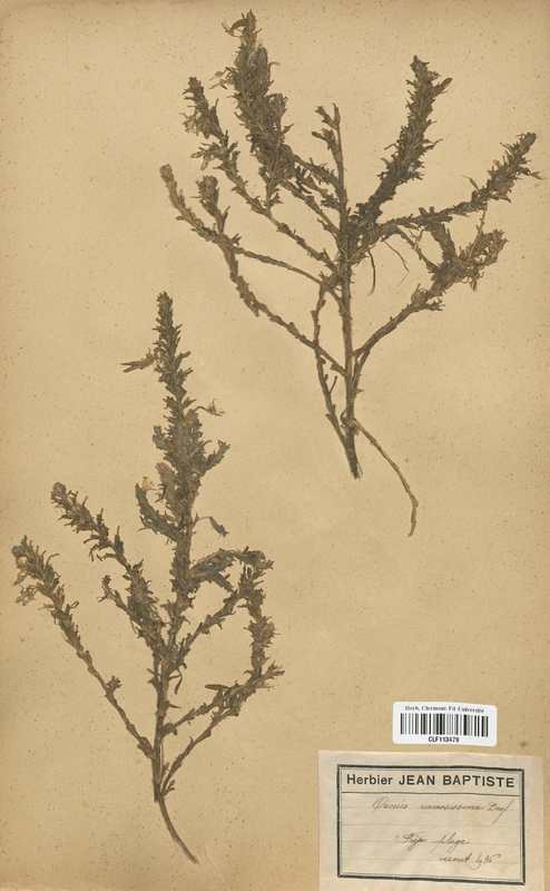 Ononis ramosissima (Fabaceae)