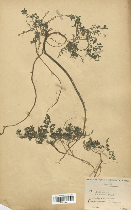 Ononis repens (Fabaceae)