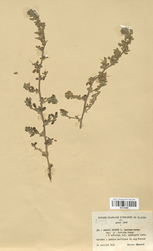 Ononis repens horrida (Fabaceae)
