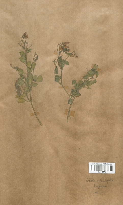Ononis rotundifolia (Fabaceae)