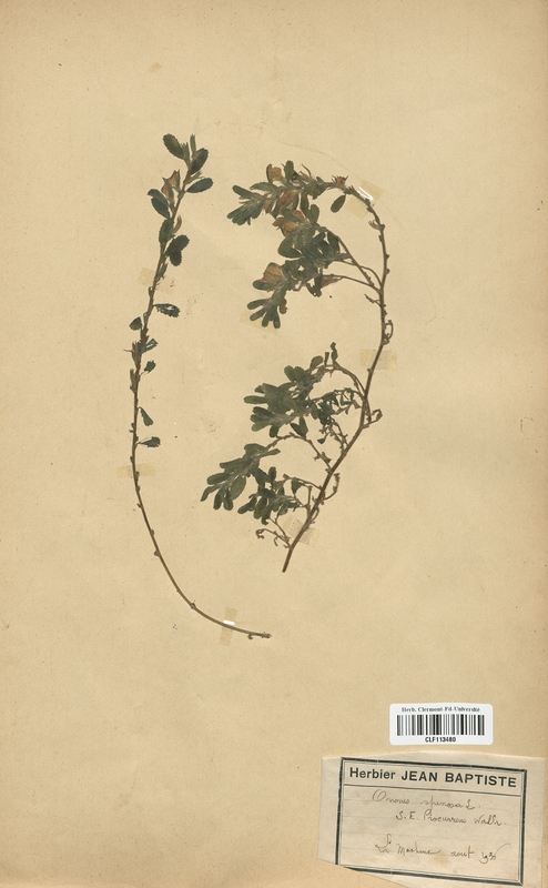 Ononis spinoza (Fabaceae)