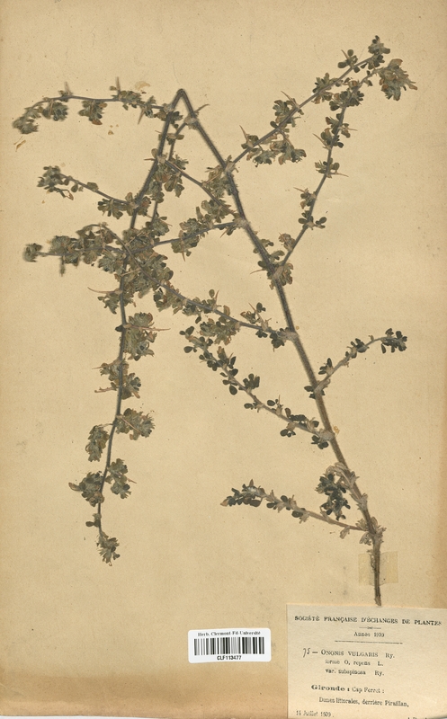 Ononis vulgaris subspinosa (Fabaceae)