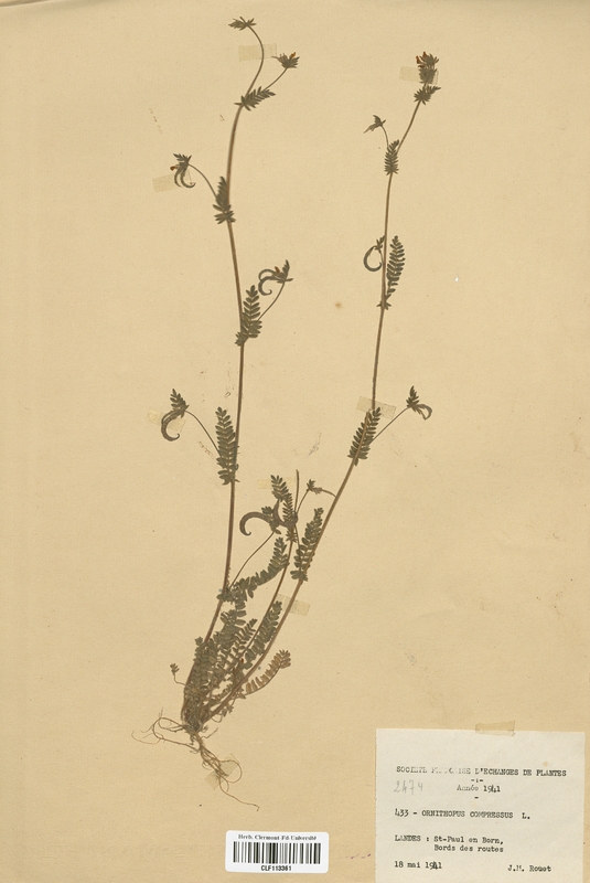 Ornithopus compressus (Fabaceae)