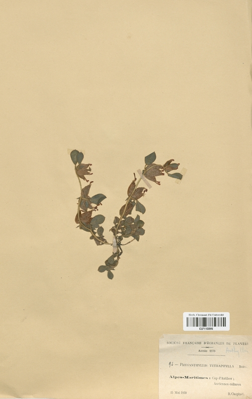 Physanthyllis tetraphylla (Fabaceae)