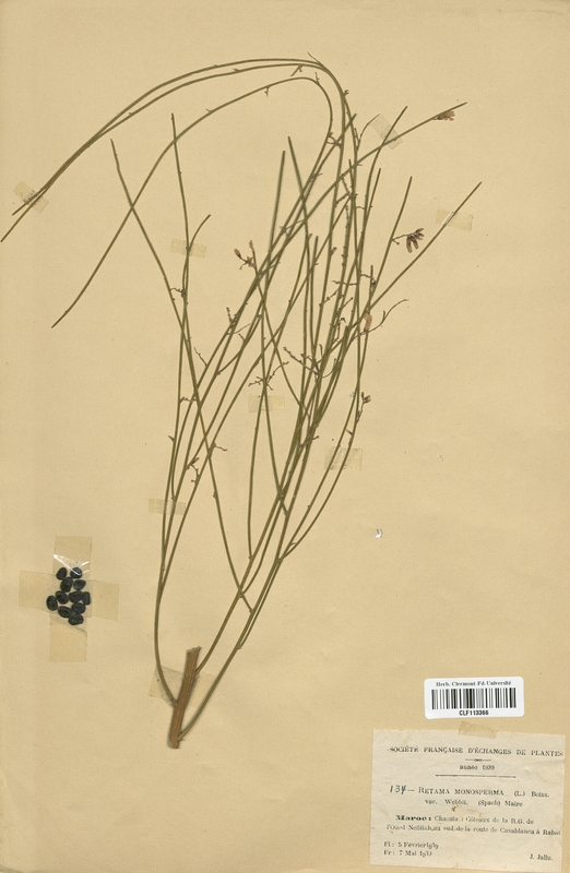 Retama monosperma (Fabaceae)