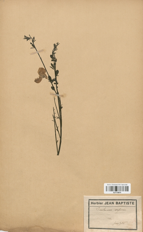 Sarothamnus scoparius (Fabaceae)