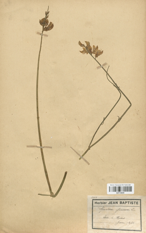 Spartium junceum (Fabaceae)