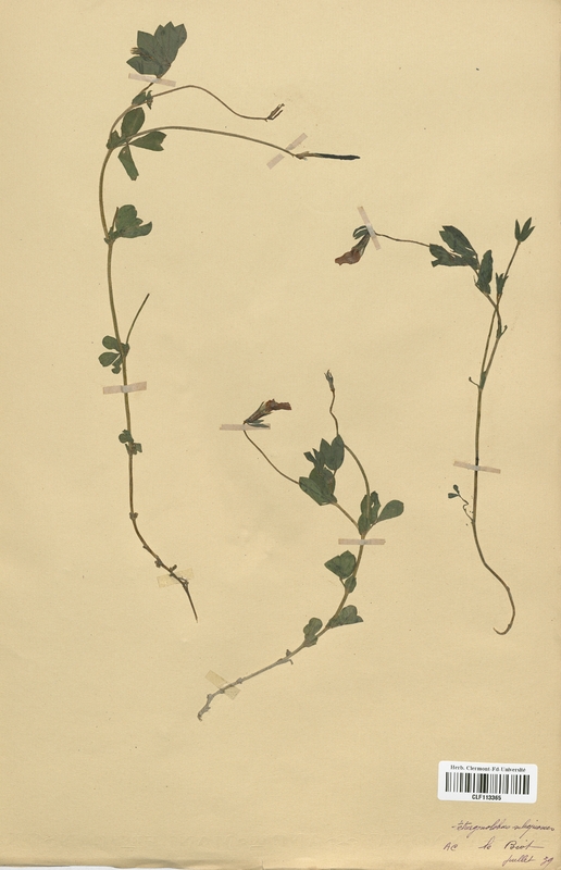 Tetragonolobus maritimus (Fabaceae)