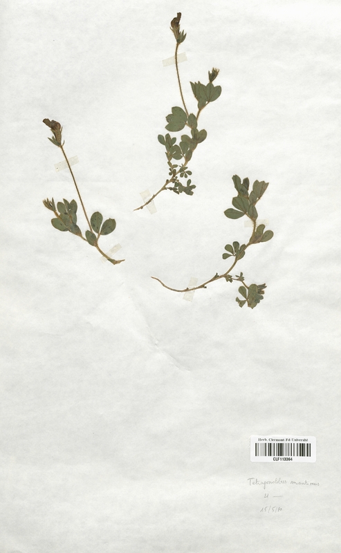 Tetragonolobus maritimus (Fabaceae)