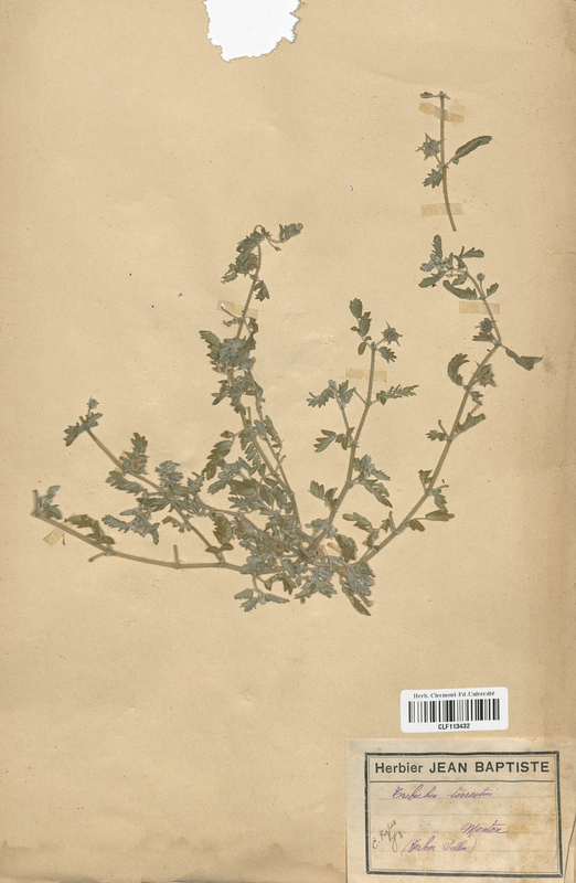 Tribulus terrestris (Fabaceae)
