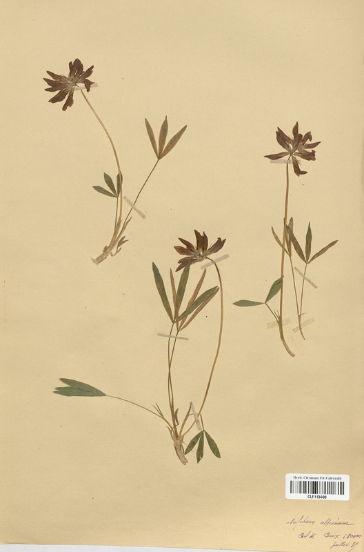 Trifolium alpinum (Fabaceae)