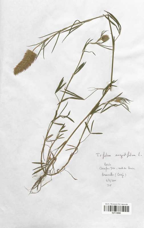 Trifolium augustifolium (Fabaceae)