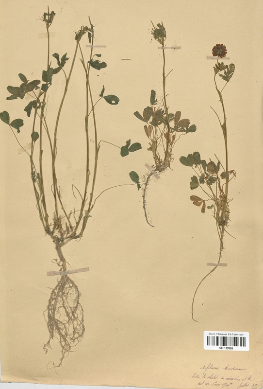 Trifolium badium (Fabaceae)