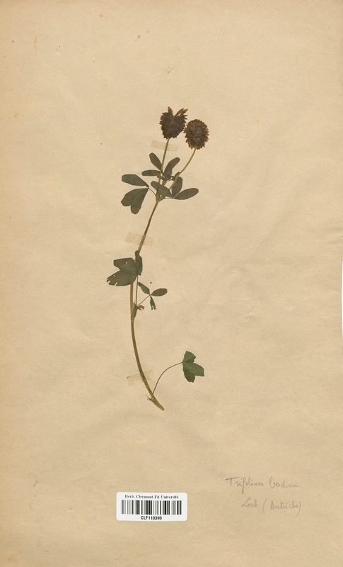 Trifolium badium (Fabaceae)