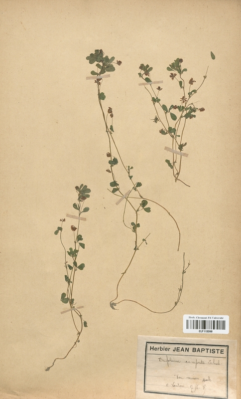 Trifolium campestre minus (Fabaceae)