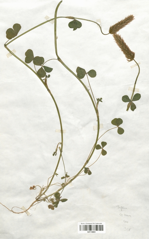 Trifolium elegans (Fabaceae)